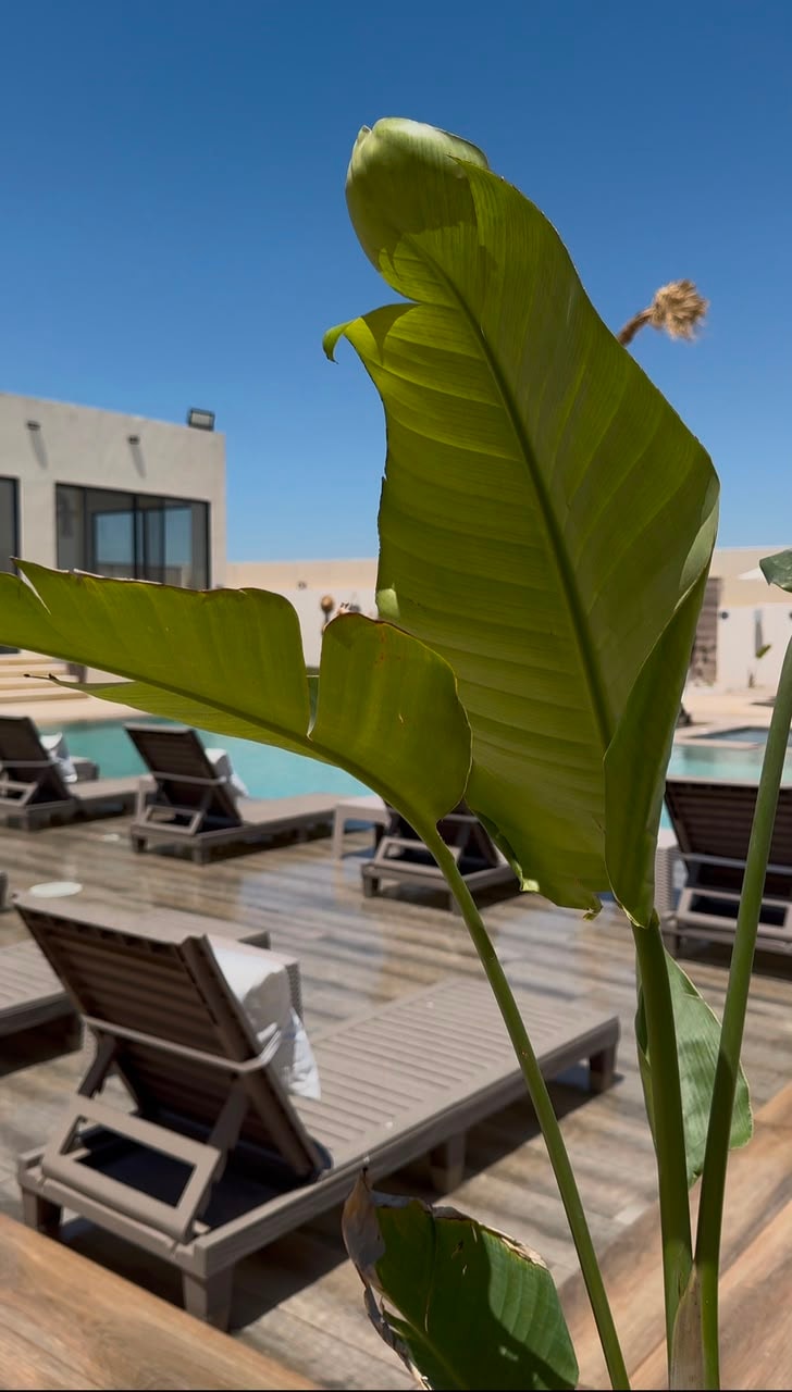 Aura Sol poolside
